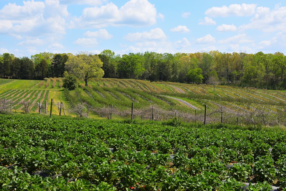 A scenic view of a rural landscape during daytime, featuring multiple rows of green leafy plants in the foreground, likely a field of strawberries, with a wire fence extending horizontally across the image. Behind the field, there are gently sloping hills covered with rows of pruned trees, possibly part of an orchard or vineyard, arranged in parallel lines. Above, the sky is bright with scattered clouds, and a line of tall deciduous trees with fresh green foliage borders the horizon. This setting illustrates a peaceful agricultural environment, with natural light highlighting the lush greenery and well-maintained planting areas, relevant to house removals or logistics involving rural property relocations, like those managed by Man with Van Strawberry Hill.