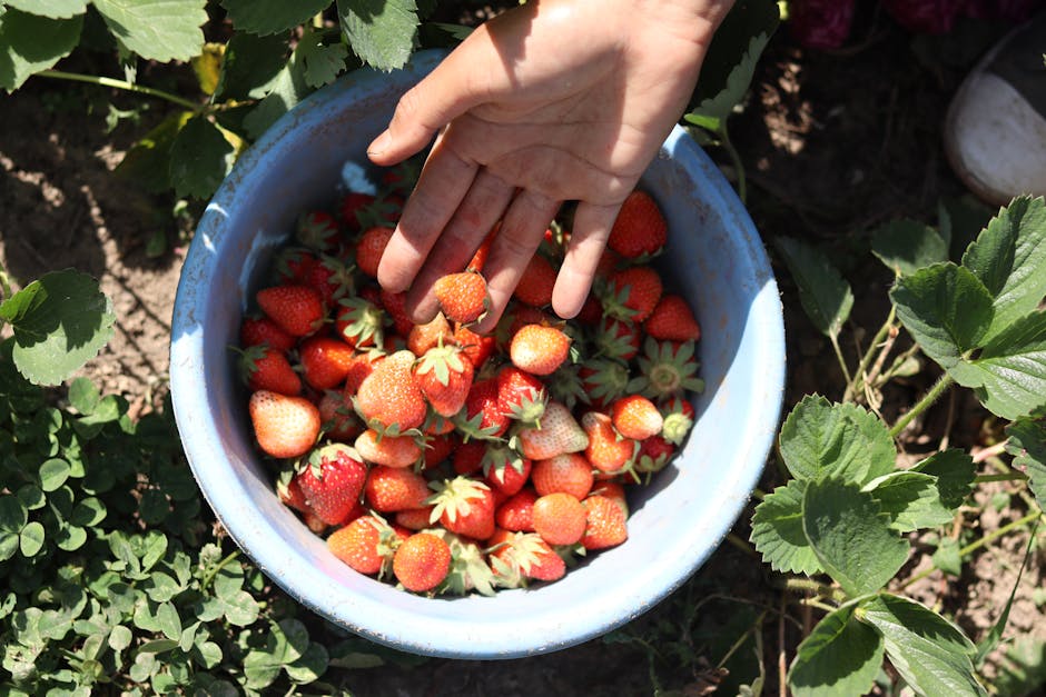 A close-up view of a light blue plastic bowl filled with freshly picked strawberries, with a person's hand reaching into the bowl to pick an individual fruit. The strawberries vary in ripeness, showing shades of red and white, and have green leaves attached. Surrounding the bowl are green strawberry plants with large leaves, set on soil or garden ground. The scene appears to be outdoors during daylight, possibly in a garden or farm setting, illustrating the process of harvesting berries. In the context of home relocation, this image could relate to packing or transporting fresh produce or household items involved in a move, as part of the services provided by Man with Van Strawberry Hill, specializing in removals and furniture transport.