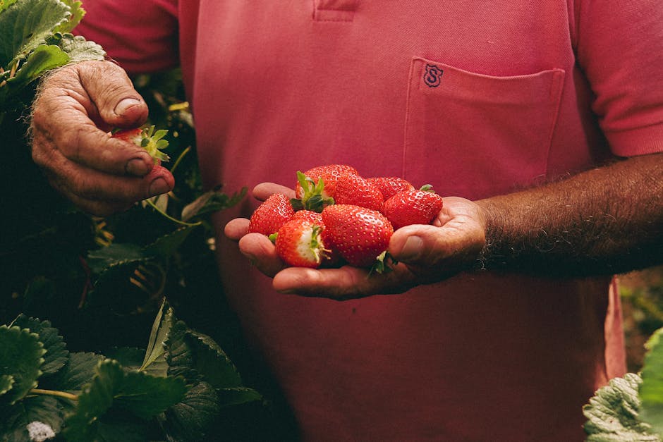 A person wearing a pink T-shirt with a small embroidered logo on the chest is holding a handful of freshly picked strawberries in one hand, while their other hand reaches to pick more strawberries from a nearby plant. The strawberries are bright red, plump, and ripe, with some still attached to green stems and leaves. The scene is set outdoors in a garden or strawberry patch, with lush green foliage and strawberry plants visible around the individual. The person’s arms are partially visible, showing a light amount of arm hair and tanned skin, and the image is well-lit with natural sunlight, highlighting the vibrant colors of the strawberries and greenery. This image depicts the process of harvesting fresh fruit as part of a home relocation or packing and moving activity, with a focus on the careful handling of produce before transportation, which Man with Van Strawberry Hill may incorporate in their house removal services involving garden and outdoor asset handling.